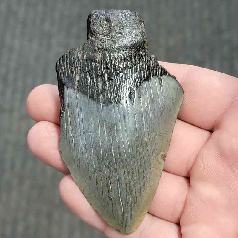 Fossil Bargain 75% Complete Megalodon Shark Tooth - STBAR75-49