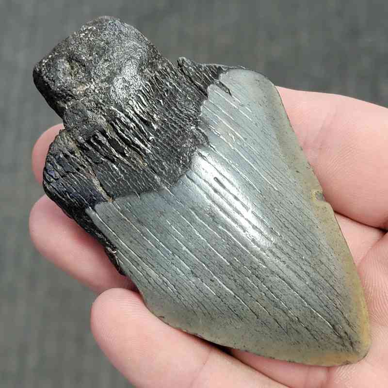 Fossil Bargain 75% Complete Megalodon Shark Tooth - STBAR75-49 - Image 2