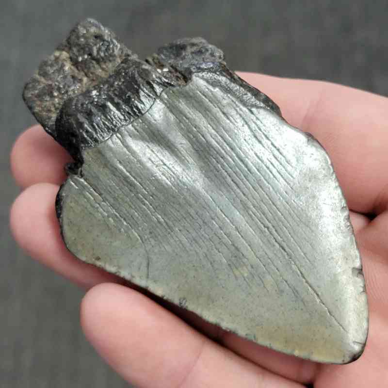 Fossil Bargain 75% Complete Megalodon Shark Tooth - STBAR75-49 - Image 3
