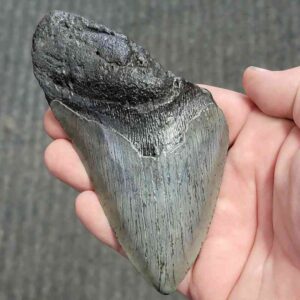 Fossil Bargain 75% Complete Megalodon Shark Tooth - STBAR75-50