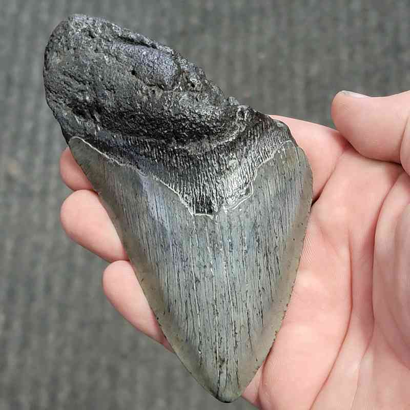 Fossil Bargain 75% Complete Megalodon Shark Tooth - STBAR75-50