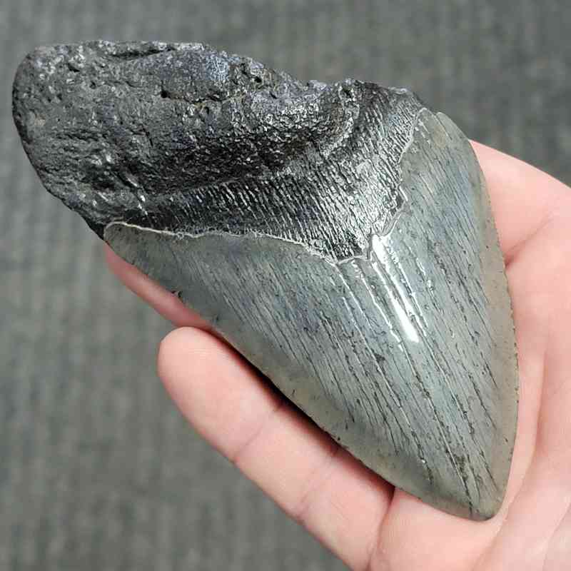 Fossil Bargain 75% Complete Megalodon Shark Tooth - STBAR75-50 - Image 2