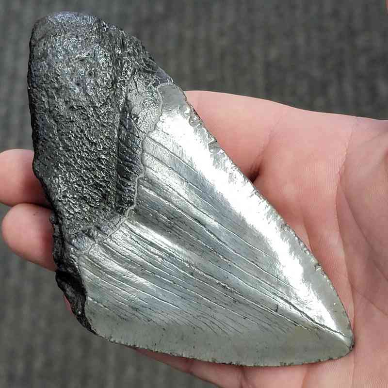 Fossil Bargain 75% Complete Megalodon Shark Tooth - STBAR75-50 - Image 3