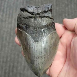 Fossil Bargain 75% Complete Megalodon Shark Tooth - STBAR75-70