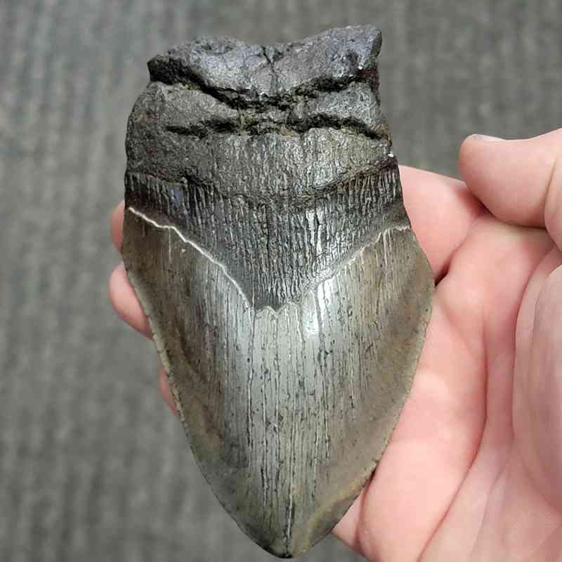 Fossil Bargain 75% Complete Megalodon Shark Tooth - STBAR75-70