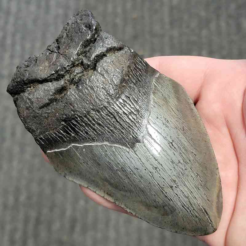 Fossil Bargain 75% Complete Megalodon Shark Tooth - STBAR75-70 - Image 2