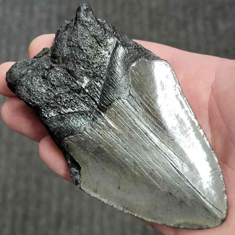 Fossil Bargain 75% Complete Megalodon Shark Tooth - STBAR75-70 - Image 3