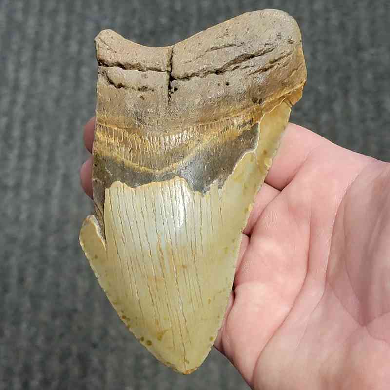 Fossil Bargain 75% Complete Megalodon Shark Tooth - STBAR75-75