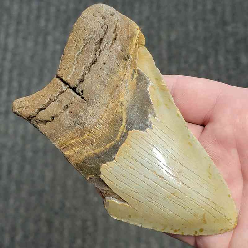 Fossil Bargain 75% Complete Megalodon Shark Tooth - STBAR75-75 - Image 2