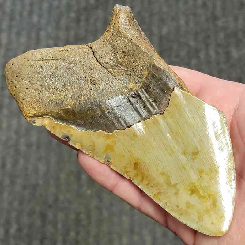Fossil Bargain 75% Complete Megalodon Shark Tooth - STBAR75-75 - Image 3