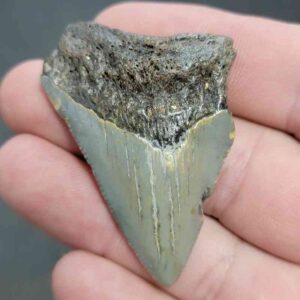 Fossil Bargain 90% Complete Megalodon Shark Tooth - STBAR90-10