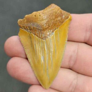 Fossil Bargain 90% Complete Megalodon Shark Tooth - STBAR90-14