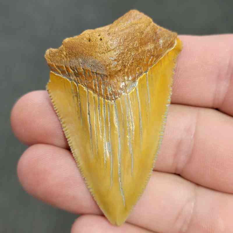 Fossil Bargain 90% Complete Megalodon Shark Tooth - STBAR90-14