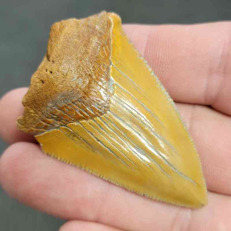 Fossil Bargain 90% Complete Megalodon Shark Tooth - STBAR90-14 - Image 2