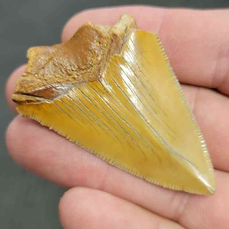 Fossil Bargain 90% Complete Megalodon Shark Tooth - STBAR90-14 - Image 3