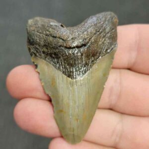 Fossil Bargain 90% Complete Megalodon Shark Tooth - STBAR90-16