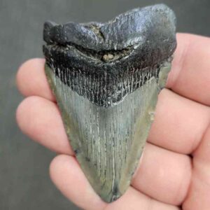 Fossil Bargain 90% Complete Megalodon Shark Tooth - STBAR90-20