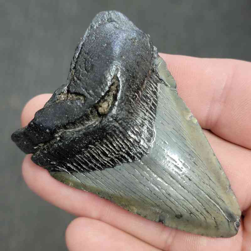 Fossil Bargain 90% Complete Megalodon Shark Tooth - STBAR90-20 - Image 2