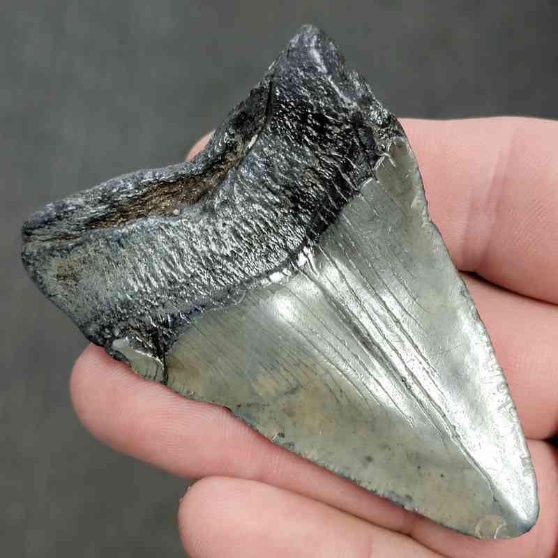 Fossil Bargain 90% Complete Megalodon Shark Tooth - STBAR90-20 - Image 3