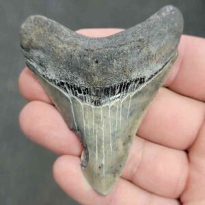 Fossil Bargain 90% Complete Megalodon Shark Tooth - STBAR90-27