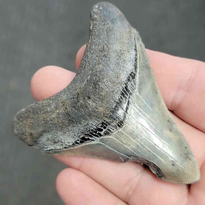 Fossil Bargain 90% Complete Megalodon Shark Tooth - STBAR90-27 - Image 2