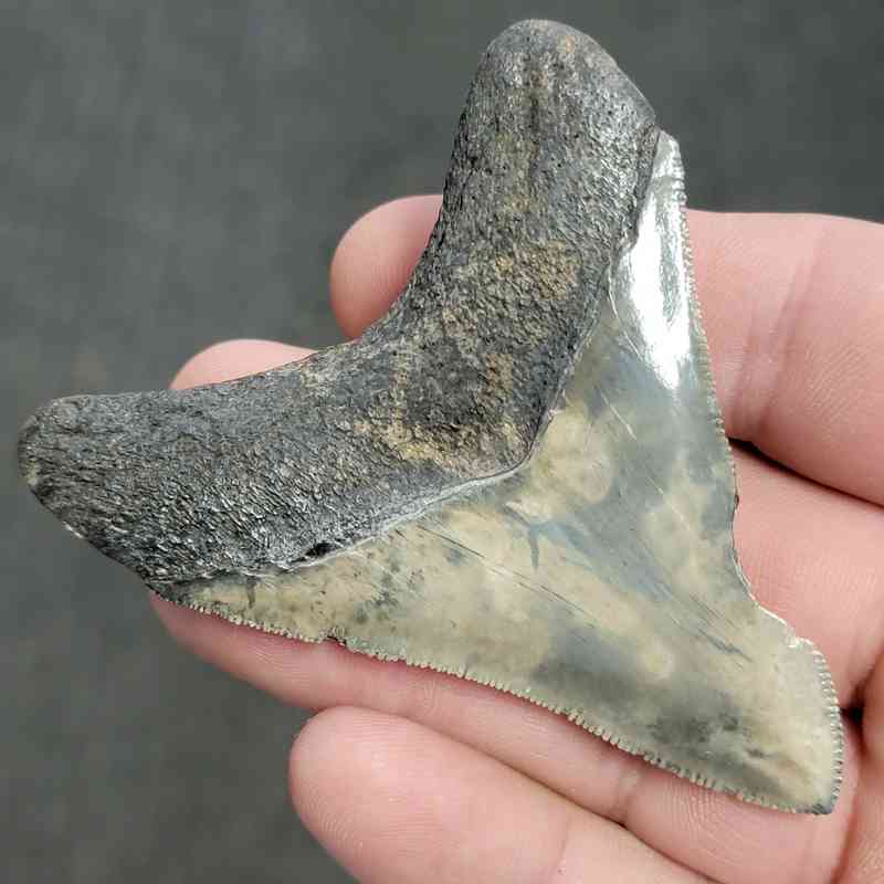 Fossil Bargain 90% Complete Megalodon Shark Tooth - STBAR90-27 - Image 3