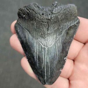 Fossil Bargain 90% Complete Megalodon Shark Tooth - STBAR90-32
