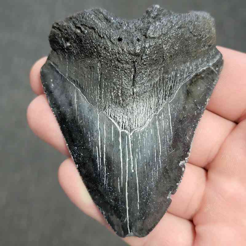 Fossil Bargain 90% Complete Megalodon Shark Tooth - STBAR90-32