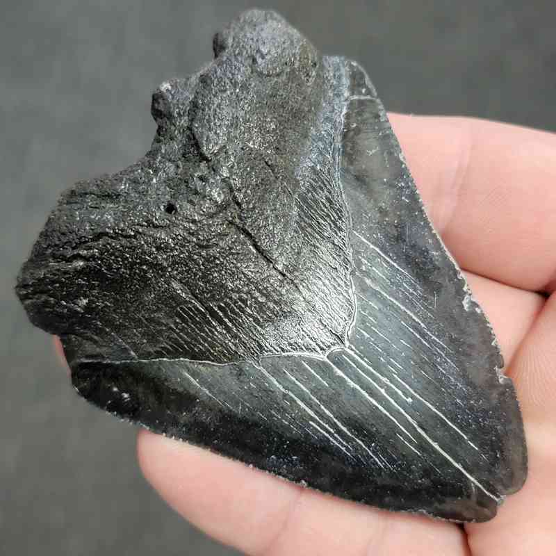 Fossil Bargain 90% Complete Megalodon Shark Tooth - STBAR90-32 - Image 2