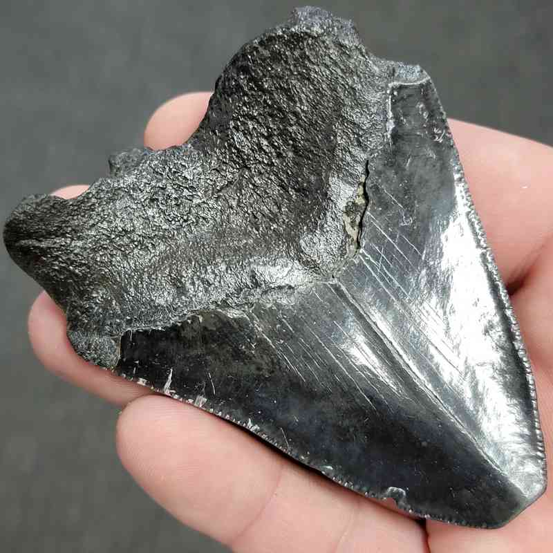 Fossil Bargain 90% Complete Megalodon Shark Tooth - STBAR90-32 - Image 3