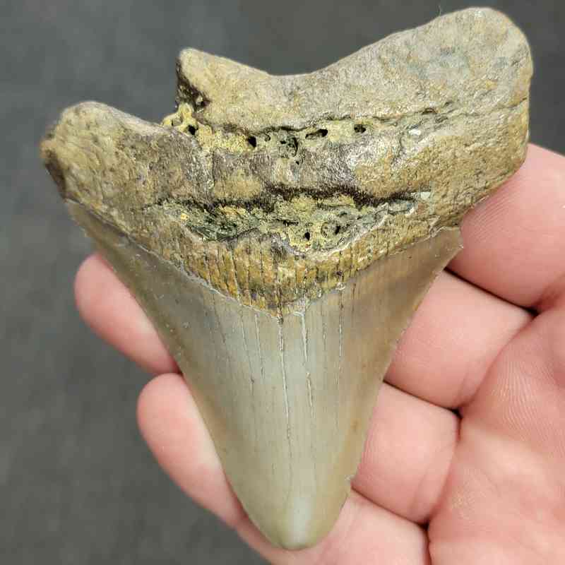 Fossil Bargain 90% Complete Megalodon Shark Tooth - STBAR90-40