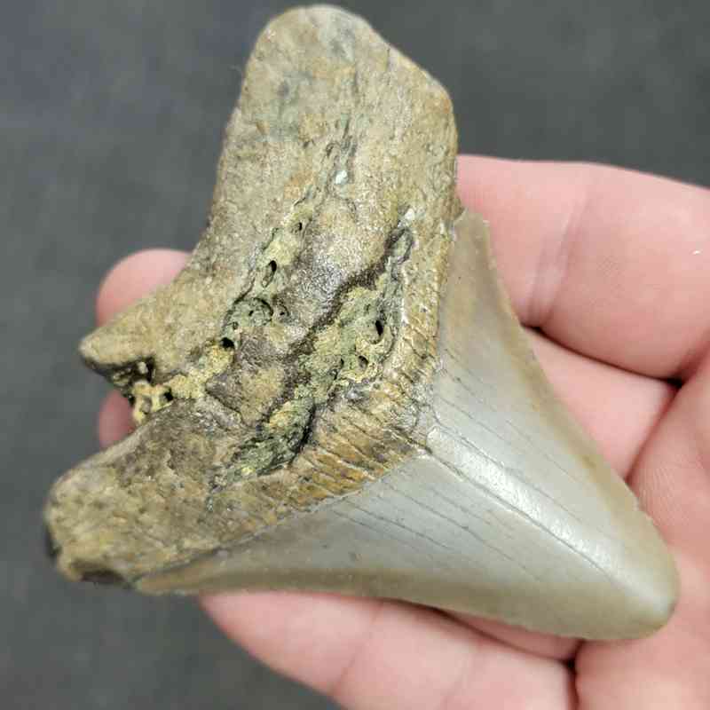 Fossil Bargain 90% Complete Megalodon Shark Tooth - STBAR90-40 - Image 2