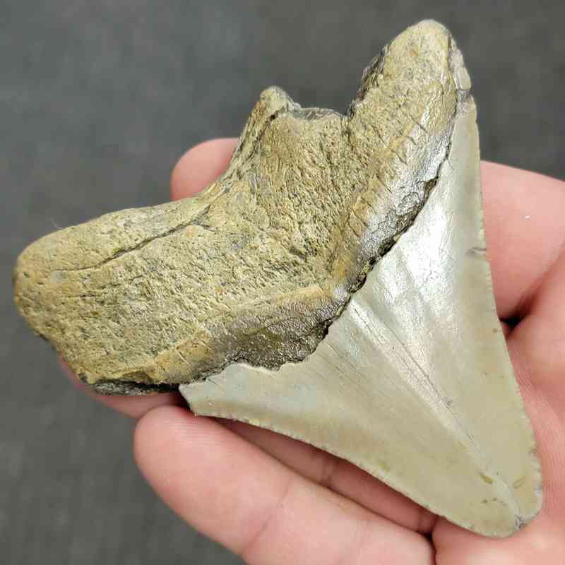 Fossil Bargain 90% Complete Megalodon Shark Tooth - STBAR90-40 - Image 3