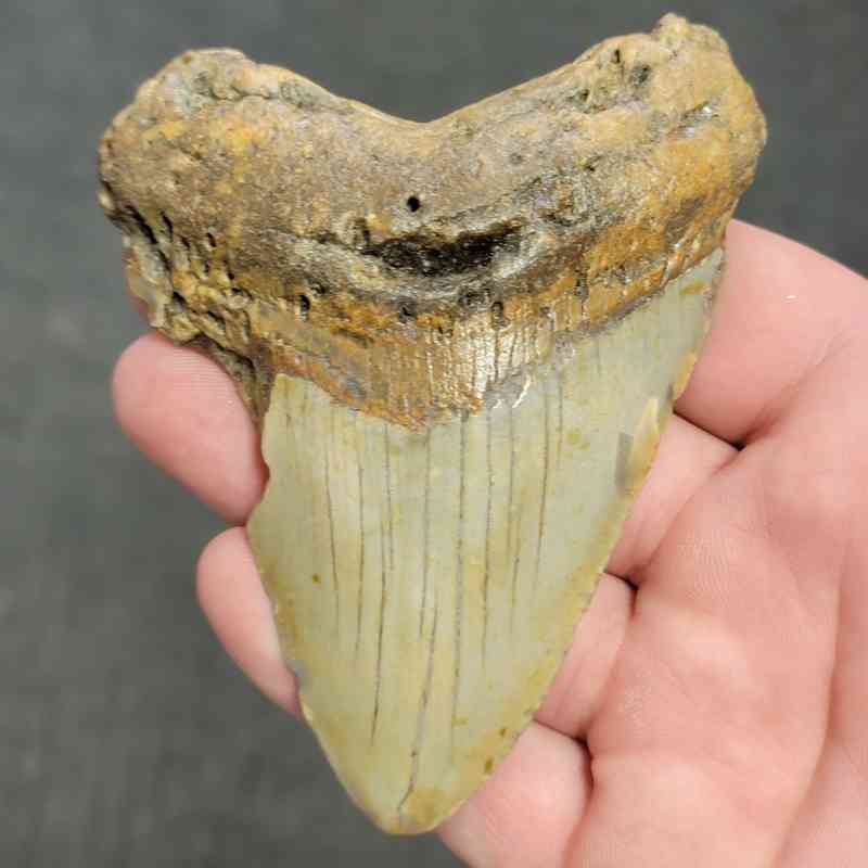 Fossil Bargain 90% Complete Megalodon Shark Tooth - STBAR90-42