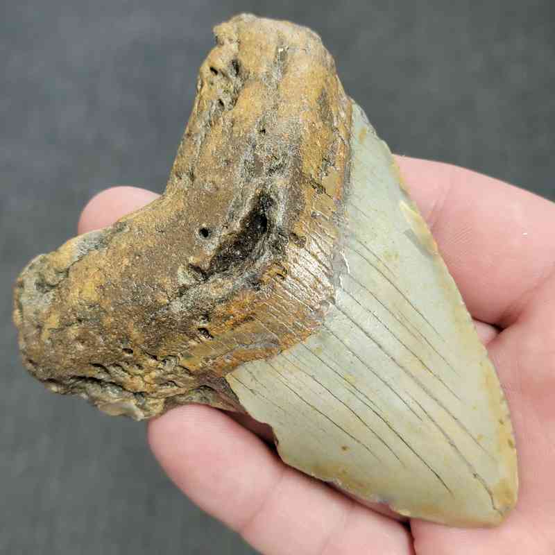 Fossil Bargain 90% Complete Megalodon Shark Tooth - STBAR90-42 - Image 2