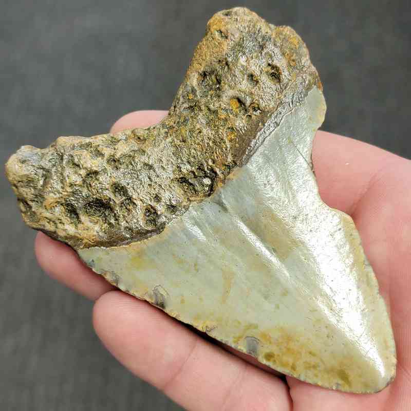 Fossil Bargain 90% Complete Megalodon Shark Tooth - STBAR90-42 - Image 3