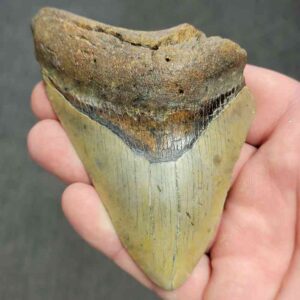Fossil Bargain 90% Complete Megalodon Shark Tooth - STBAR90-43