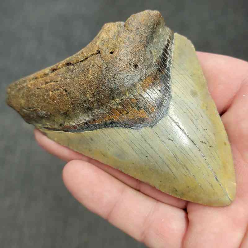 Fossil Bargain 90% Complete Megalodon Shark Tooth - STBAR90-43 - Image 2