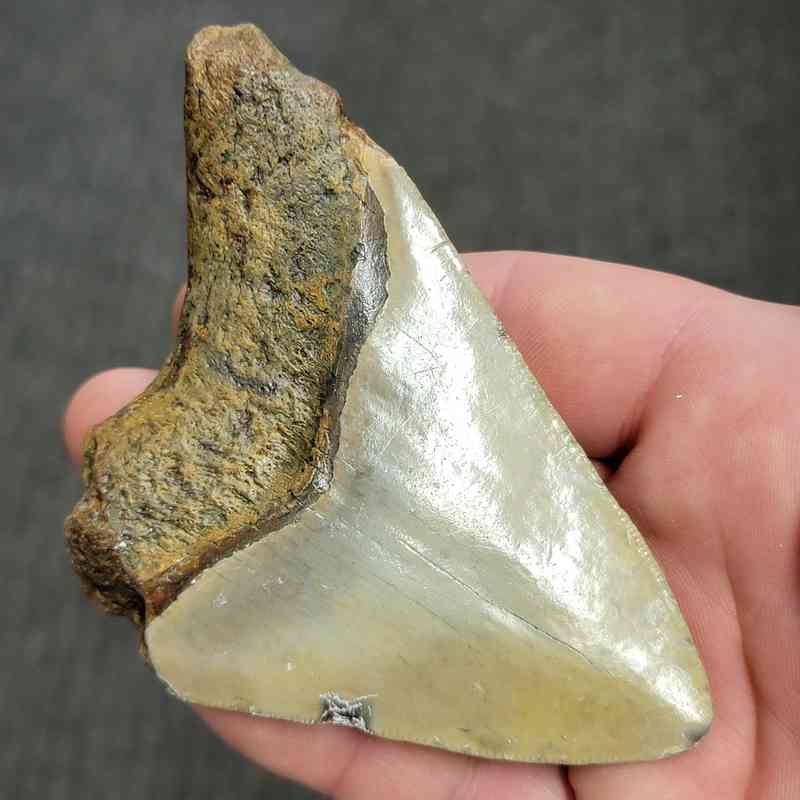 Fossil Bargain 90% Complete Megalodon Shark Tooth - STBAR90-43 - Image 3