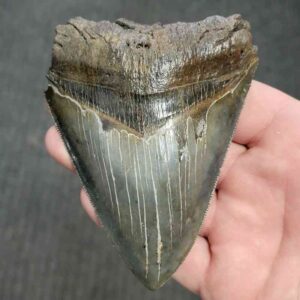Fossil Bargain 90% Complete Megalodon Shark Tooth - STBAR90-47
