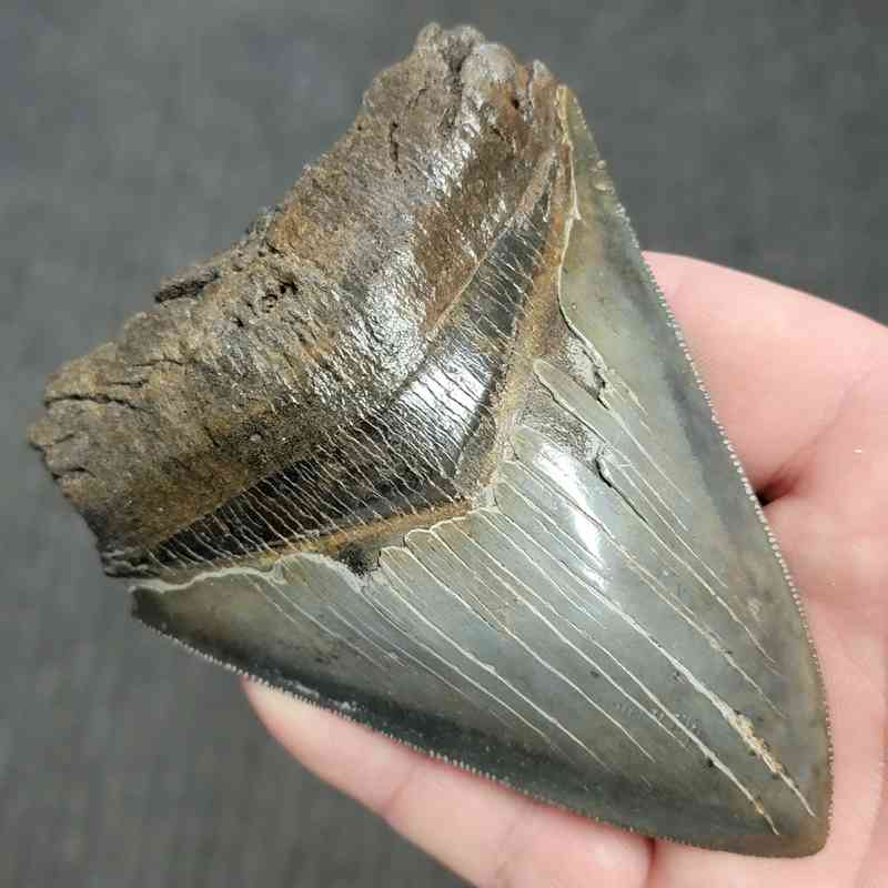 Fossil Bargain 90% Complete Megalodon Shark Tooth - STBAR90-47 - Image 2