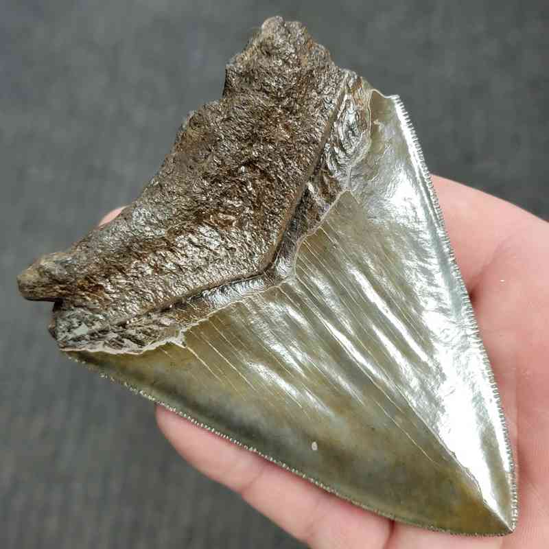 Fossil Bargain 90% Complete Megalodon Shark Tooth - STBAR90-47 - Image 3