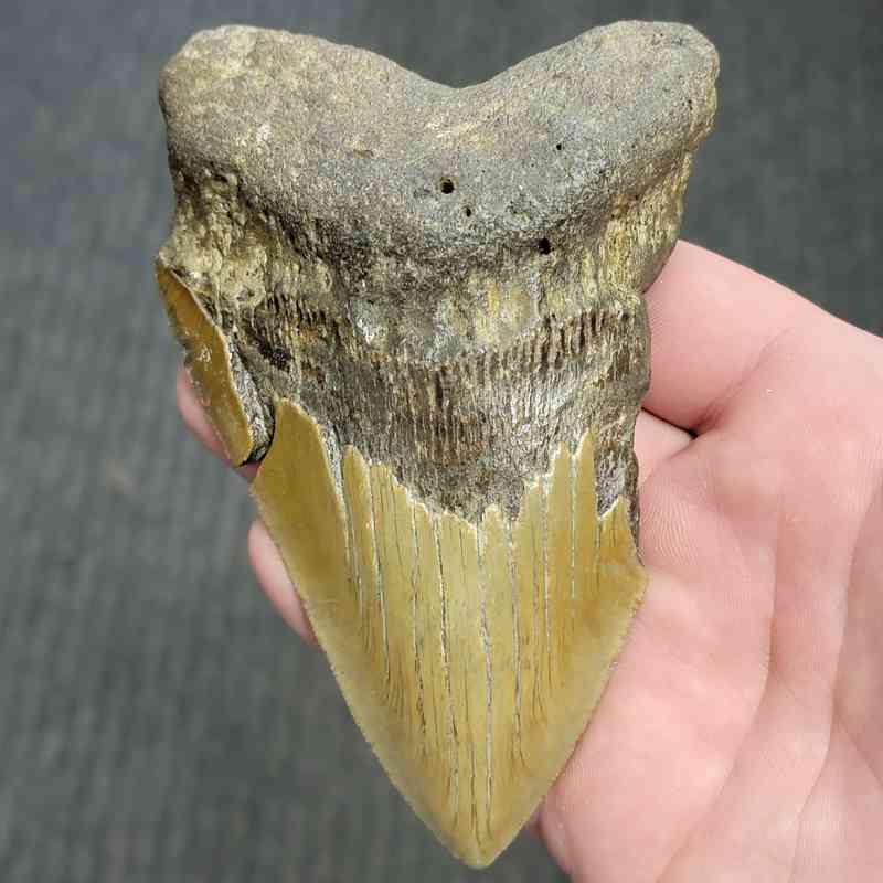 Fossil Bargain 90% Complete Megalodon Shark Tooth - STBAR90-48