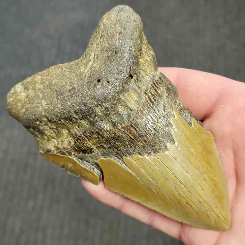Fossil Bargain 90% Complete Megalodon Shark Tooth - STBAR90-48 - Image 2