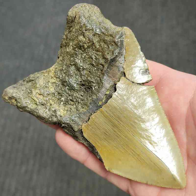 Fossil Bargain 90% Complete Megalodon Shark Tooth - STBAR90-48 - Image 3