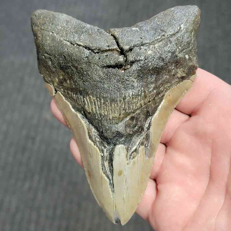 Fossil Bargain 90% Complete Megalodon Shark Tooth - STBAR90-53