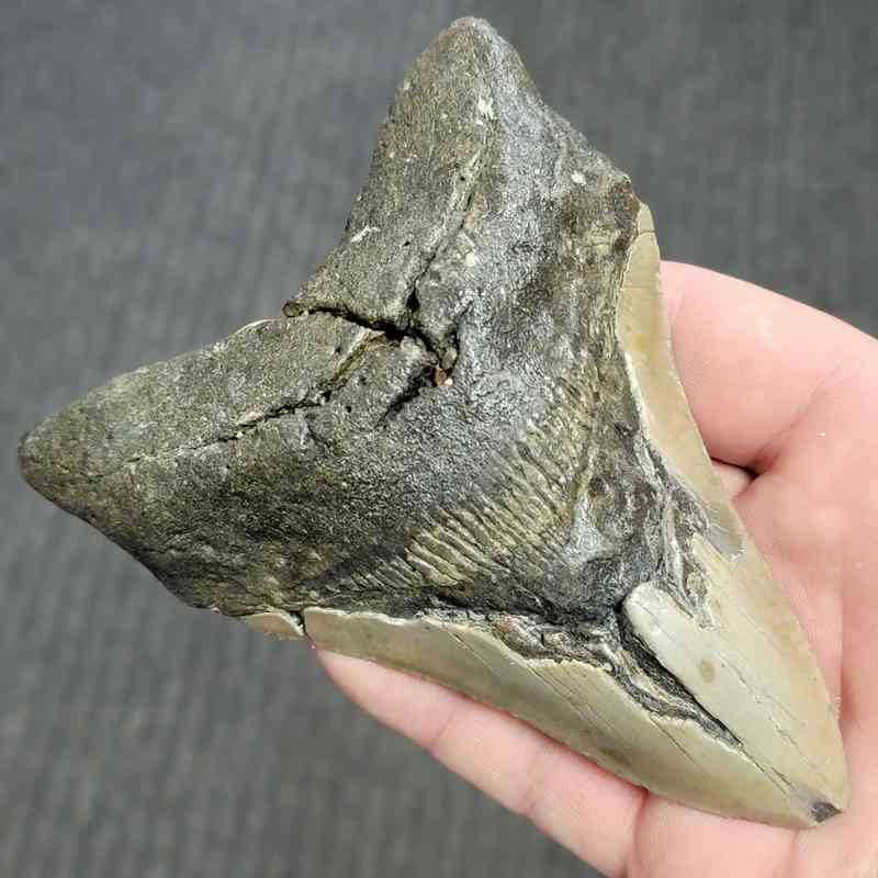 Fossil Bargain 90% Complete Megalodon Shark Tooth - STBAR90-53 - Image 2