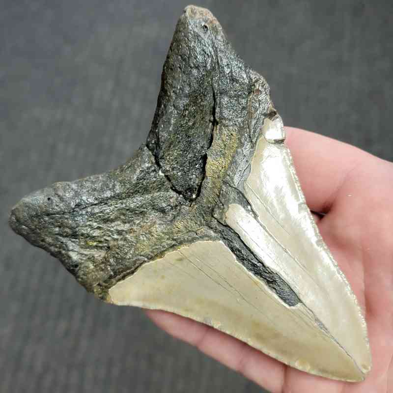 Fossil Bargain 90% Complete Megalodon Shark Tooth - STBAR90-53 - Image 3
