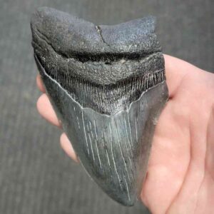 Fossil Bargain 90% Complete Megalodon Shark Tooth - STBAR90-57