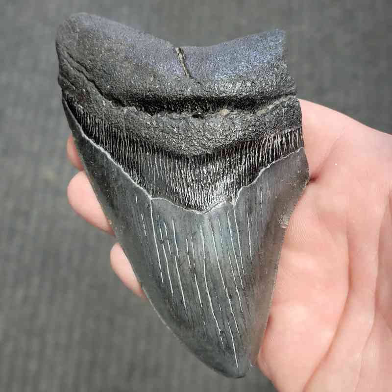 Fossil Bargain 90% Complete Megalodon Shark Tooth - STBAR90-57